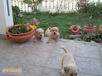 labradores puros com pediggre 