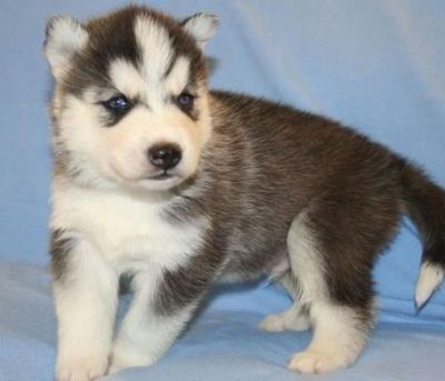 Olhos azuis filhotes Husky Siberiano
