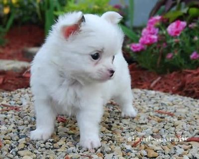 Masculino e feminino chihuahua Cachorro