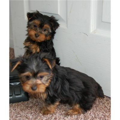 saudáveis ​​do sexo masculino e feminino Yorkshire Terrier filhotes