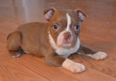 Filhotes de Boston Terrier de dom para ex-misa...
