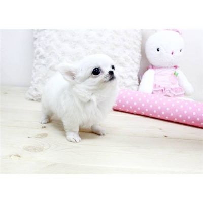 Encantadora Macho e Fêmea Chihuahua Cachorros