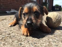 Cachorros Teacup Lindo y adorable Yorkie para su aprobación