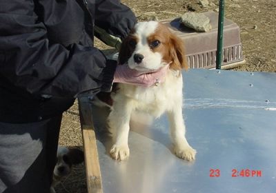 linhagem registo Cavalier King Charles Spaniel filhotes para adoção livre de contato para mais infor