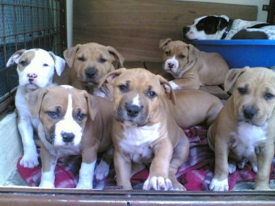 Filhotes de Cocker Spaniel Inglês