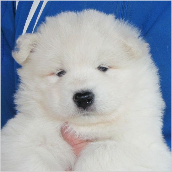 Venda - raça pura Samoyed Pedigree Filhotes