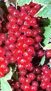 MIRTIBÉRICA – Plantas de Frutos Silvestres, Estufas Agrícolas/Garden Centers, Sistemas de Rega.