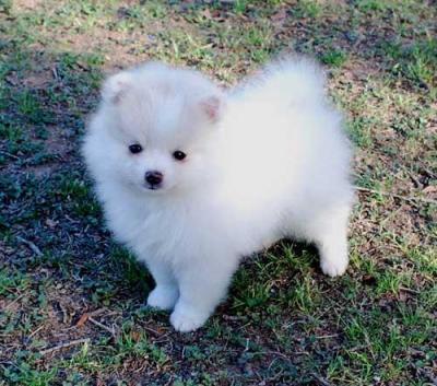 pomeranian cachorros disponíveis para adopção