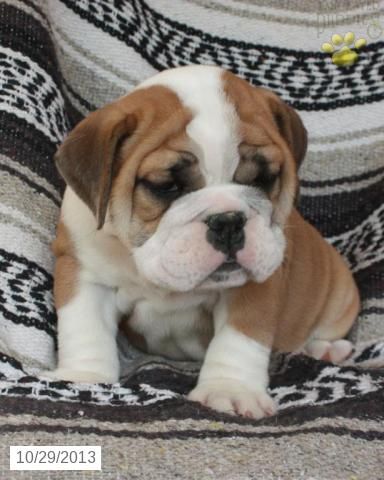 2 filhotes adoráveis de Bulldog inglês para adoção.