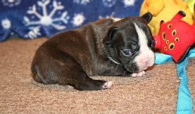 casa levantar francês bulldog cachorros para adoção livre de contato para mais informações