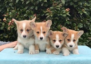 Filhotes de Welsh Corgi disponíveis