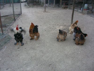 ovos de galinhas brahmas