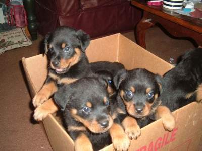 amável rottweiler cachorros
