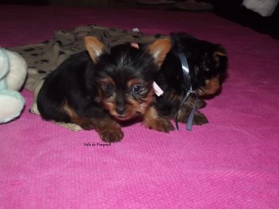Yorkshire Terrier com LOP e Afixo 