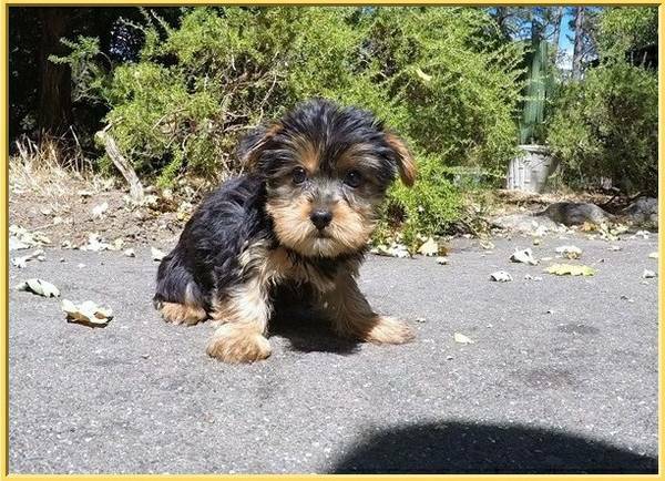 Livre Offertas o cachorro yorkshire mais selvagem para adoção