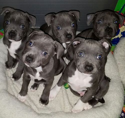 Adorável Staffordshire Bull Terrier