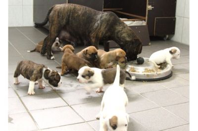 Inglês bulldog filhotes para adoção.