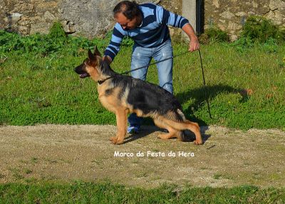 PASTOR ALEMÃO SUPER QUALIDADE