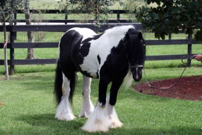 Cavalos Gypsy enérgica e bem treinados Vanner Venda