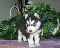 adorável husky syberian para adoção