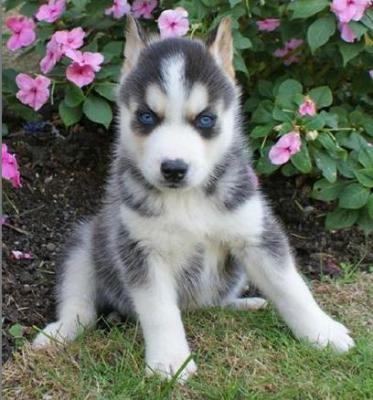husk siberiano bonito e adorï¿½vel cachorrinho
