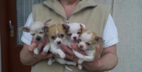 Lindos cachorrinhos Chihuahua.