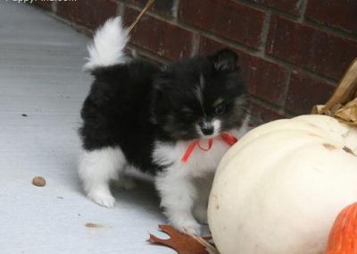 Pomeranian cachorros para adopção
