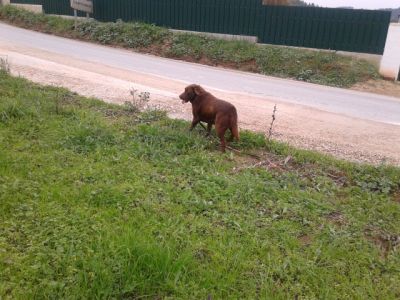 labradores ja com 2 vacinas -- exelentes -- 924255433