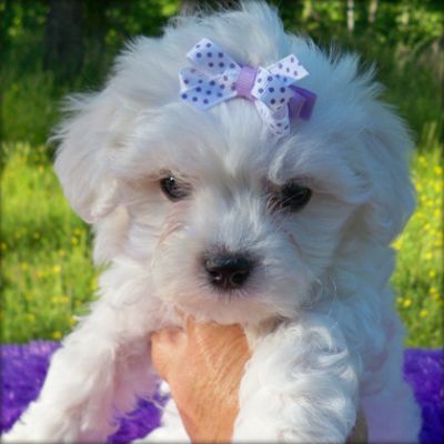 Gorgeous Masculino e Feminino maltÃªs cachorros para sua famÃ­lia.