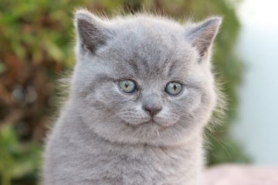 Gatinhos British Shorthair