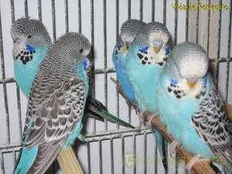 Piriquitos ausatralianos,Bengalins do Japão,Canarios e Agapornis