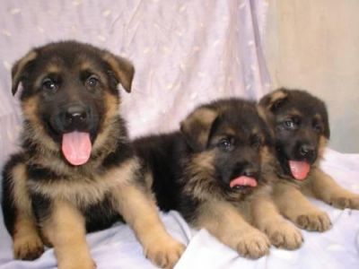 PASTOR ALEMAO DE QUALIDADE - 967888237