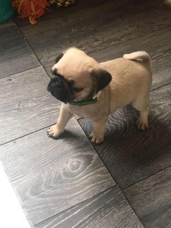 Filhotes de Pug de raça pura para adoção. 