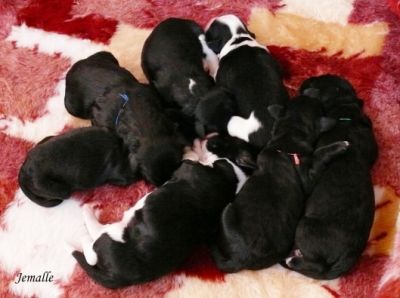 Filhotes portuguesa da água do dom para ex-misa...