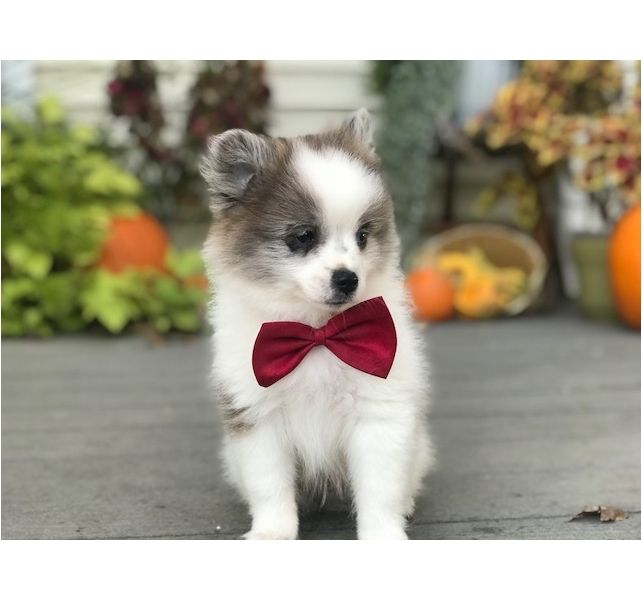 Filhotes de Pomerânia