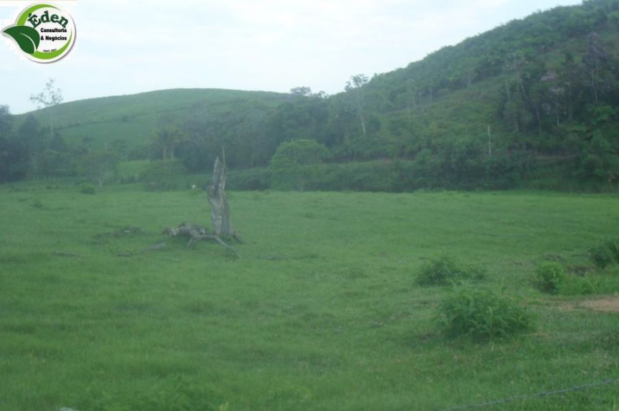 Fazenda pecuária e pupunha Vale do Ribeira, São Paulo, Brasil. 