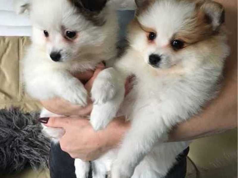 Venda de cachorros saudáveis da Pomerânia