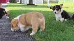 Lindos filhotes de Welsh Corgi Pembroke