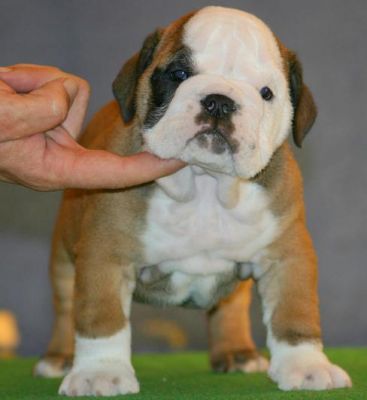Inteligente Inglês bulldog filhotes para adoção