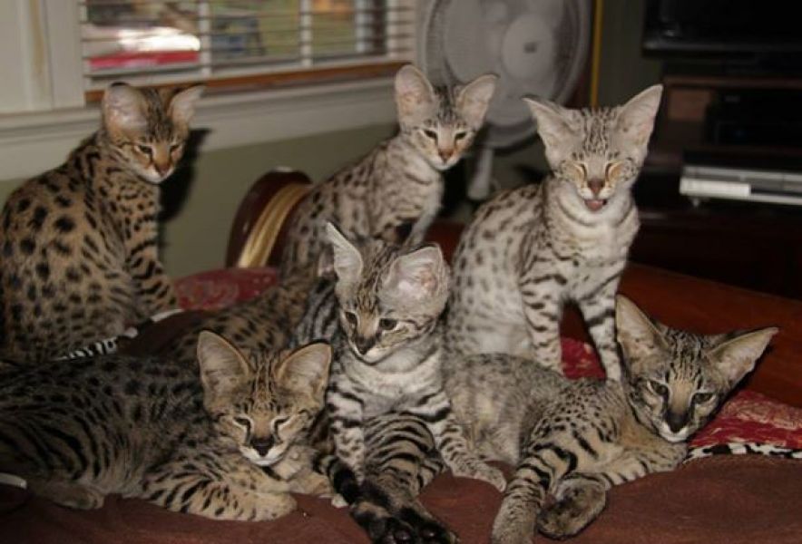 Exóticos serval, caracal, jaguatirica e savana (F1, F2 e F5) gatinhos disponíveis para venda