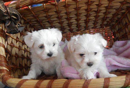 Adoráveis ​​filhotes machos bichon maltês