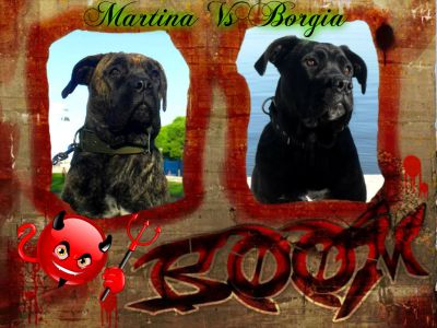 Cane Corso M/F