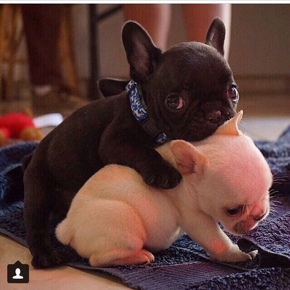  bonitos Bulldog Francês