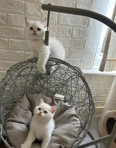 Gatinhos de pêlo curto britânico