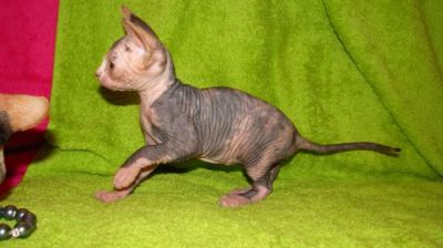 gatinhos sphynx