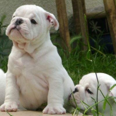 Inglês bulldog filhotes para adoção
