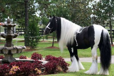 BEM TREINADOS CAVALOS BEGINNER GYPSY VANER PARA VENDA.