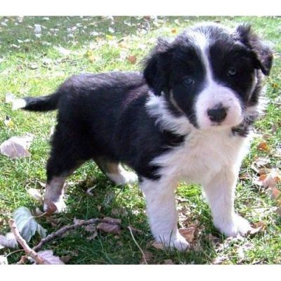Border Collie filhote para adoção