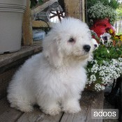 bichon frise prontos a serem adotadas