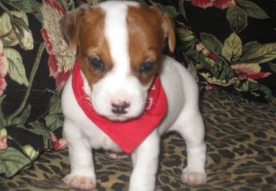 magnífico, bonito e adorável Jack Russell Terrier para adopção livre para solicitação de mais dados